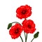 Red Poppies - Vector