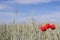 Red poppies and wheat field