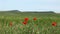 Red Poppies In A Wheat Field