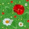 Red poppies, white daisies, green leaves, green background. Seamless texture for packaging.