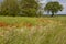 Red poppies and white daisies grow in rows on a green field against a background of trees