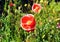 Red poppies with white fringes.