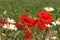 Red poppies and white-yellow daisies