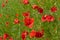 Red poppies wild field