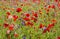 Red poppies and wild flowers
