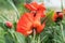 Red poppies in the wild nature close-up