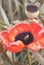 Red poppies in the wild nature close-up