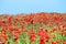 Red poppies wildflower