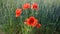 Red poppies. Wildflowers. Field of blooming red poppies