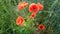 Red poppies. Wildflowers. Field of blooming red poppies