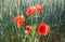 Red poppies. Wildflowers. Field of blooming red poppies