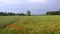 Red poppies. Wildflowers. Field of blooming red poppies