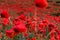 Red poppies wildflowers in the field in morning. Floral background