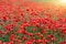 red poppies wildflowers meadow spring season