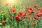 red poppies wildflowers meadow in springtime