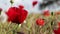 Red poppies in the wind.