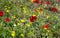 Red poppies, yellow dandelions at field background, texture