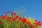 Red poppies and yellow flowers