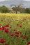 Red poppies,yellow flowers