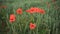 Red poppies in yellow wheat field