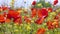 Red poppies and yellow wild flowers in wind