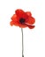 Red poppy