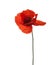 Red poppy