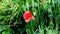 Red poppy