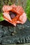 Red poppy