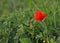 Red Poppy