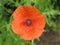 Red poppy