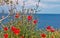 Red poppy with Aegean sea view, Thassos island, Greece, wildflowers, red poppies, poppy, red, landscape, flower,