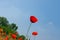 Red poppy against blue cloudless sky in May