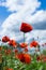 Red poppy against blue sky