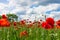 Red poppy against blue sky