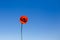 Red poppy against blue sky