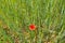 A red poppy amidst the green wheat field