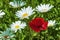 Red poppy amongst white daisy,