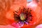 Red Poppy Anthers 04