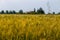 Red poppy in blond corn field