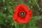 Red poppy blooming in spring time