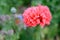 Red poppy blooms on garden in early summer