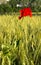 Red Poppy Blossom in Corn Field