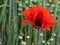 Red poppy blossom on a green field edge