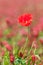 Red poppy blossom among the rec clover blossoms