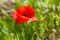 Red poppy blossom on wild field with selective focus.