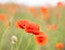 Red poppy blossoms on a poppy field on a sunny summer day