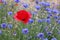 Red Poppy and Blue Corn Flower