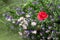 Red poppy among blue flowers