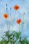 Red poppy on blue painted cloudy sky